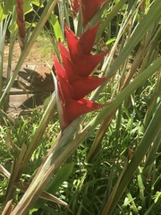 Heliconia caribaea