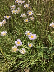 Erigeron decumbens