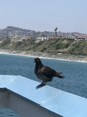Columba livia domestica