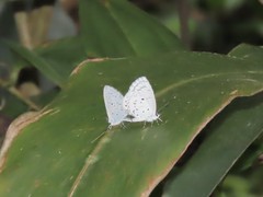 Celastrina lavendularis himilcon