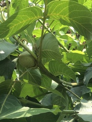 Juglans regia