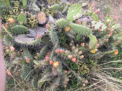 Opuntia semispinosa