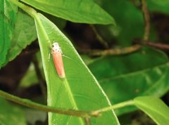 Bothrogonia ferruginea