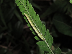Musotiminae