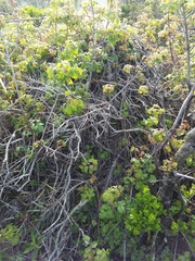 Neotoma fuscipes annectens