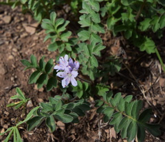Hydrophyllum capitatum