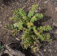 Hydrophyllum capitatum