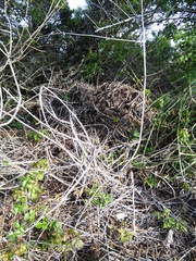 Neotoma fuscipes annectens