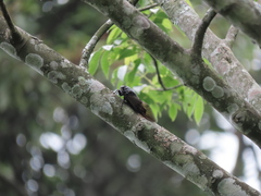 Cryptotympana holsti