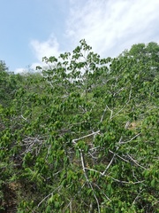 Gyrocarpus jatrophifolius