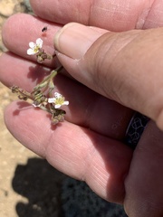 Ivesia santolinoides