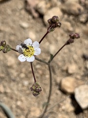 Ivesia santolinoides