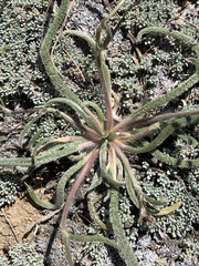 Ivesia santolinoides