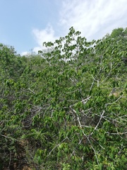Gyrocarpus jatrophifolius