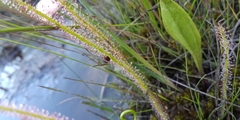 Drosera filiformis