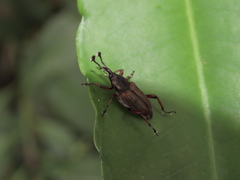 Cercidocerus erubescens
