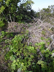 Neotoma fuscipes annectens