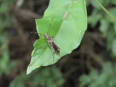Thranius multinotatus