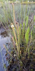 Drosera filiformis