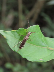 Thranius multinotatus