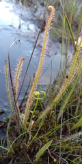 Drosera filiformis