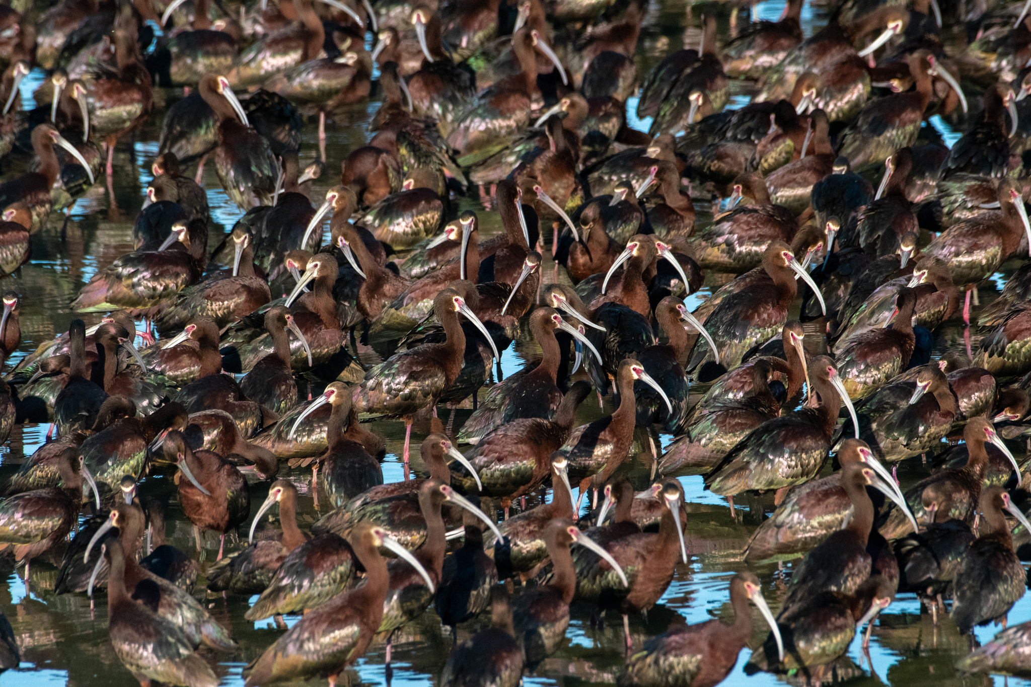White-faced Ibis (Plegadis chihi)