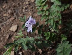 Hydrophyllum capitatum