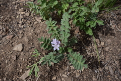 Hydrophyllum capitatum