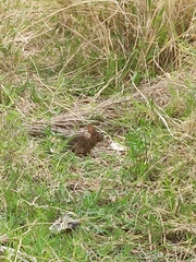 Sylvilagus floridanus