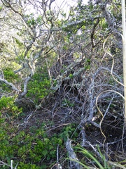 Neotoma fuscipes annectens