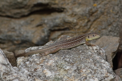 Lacerta trilineata hansschweizeri