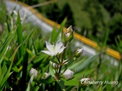 Swertia macrosperma