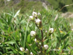 Swertia macrosperma