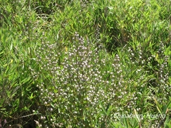 Swertia macrosperma
