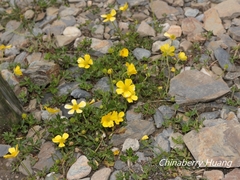 Ranunculus formosa-montanus