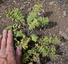 Hydrophyllum capitatum