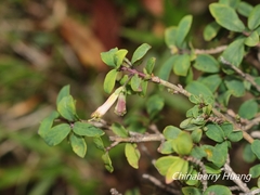 Lonicera kawakamii