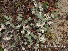 Leontopodium microphyllum