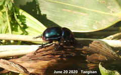 Phelotrupes auratus