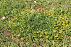 Hippocrepis comosa