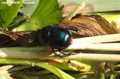 Phelotrupes auratus