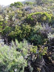 Neotoma fuscipes annectens