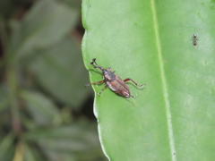 Cercidocerus erubescens