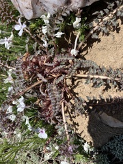 Pedicularis semibarbata