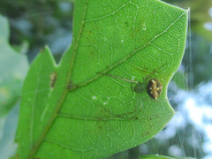 Araneus partitus
