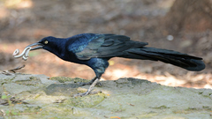 Great-Tailed Grackle photo 2