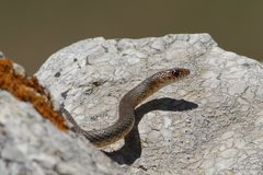 Dolichophis caspius