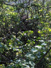 Neotoma fuscipes annectens