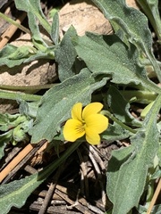 Viola pinetorum