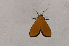 Eudulophasia invaria
